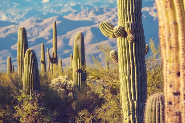 Comment intégrer un jardin de cactus dans un design moderne d'appartement ?