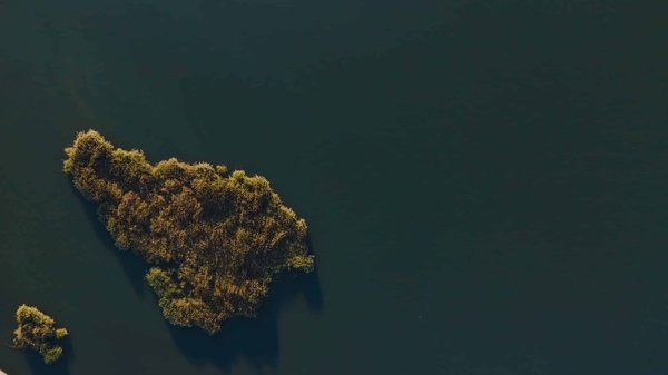 Comment utiliser des écrans végétaux pour préserver l'intimité autour de votre piscine ?