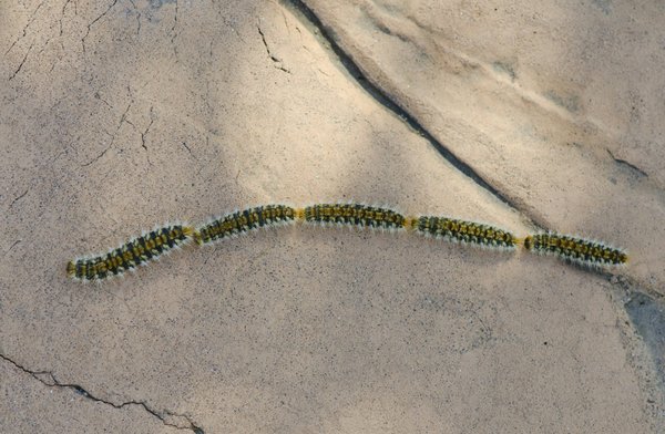 Piège chenille processionnaire du pin : comment l'appliquer correctement ?